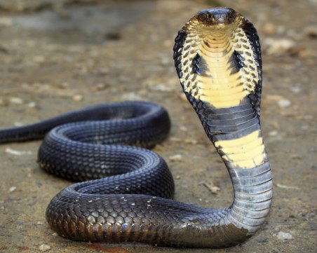 Ако ви ухапе змия, това е първото нещо, което трябва да направите