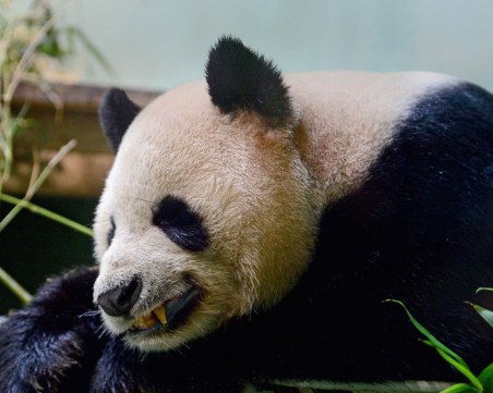 Почина една от последните мъжки панди в света