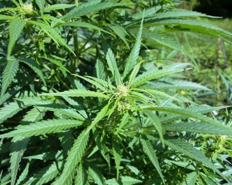 Полицията арестува първомаец, отглеждал канабис в дома си