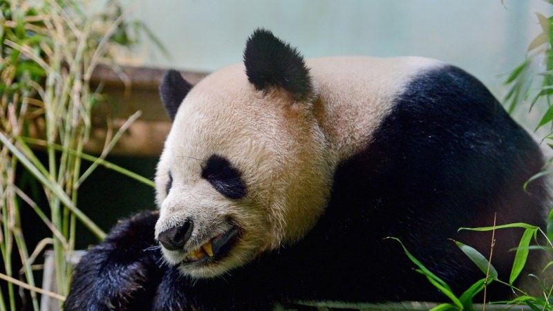 Ан Ан - най-възрастната мъжка гигантска панда в света под