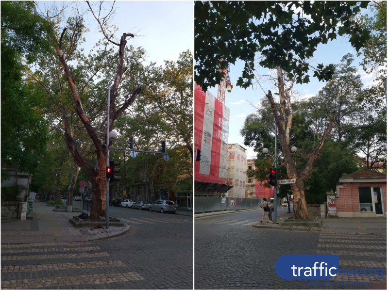 Премахват опасното дърво, разположено на кръстовище в центъра на Пловдив,