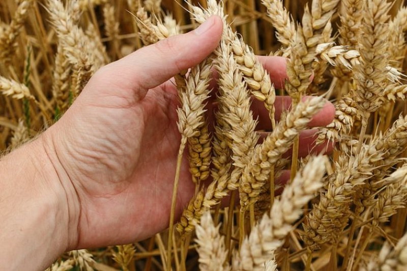 Сръбското правителство отмени забраната за износ на пшеница и царевица