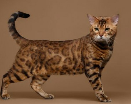 3 добри причини да си вземете котка