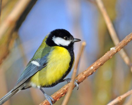 И животните са жадни през лятото - съвети как да им помогнем