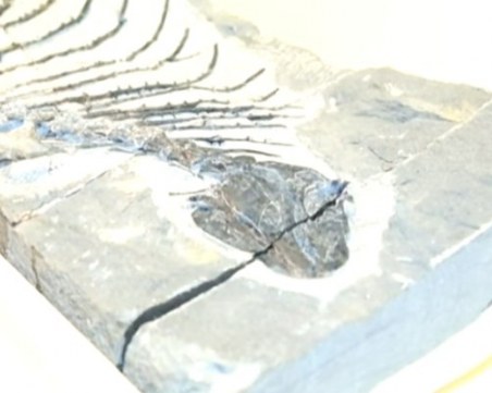 Едно от първите животни, излезли на сушата, се върнало бързо във водата