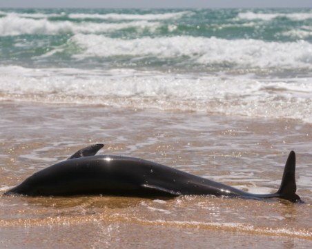 Заради войната в Украйна: Значително повече мъртви делфини по крайбрежието ни