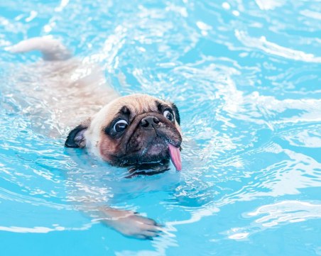 Опасен ли е хлорът в басейна за кучетата?