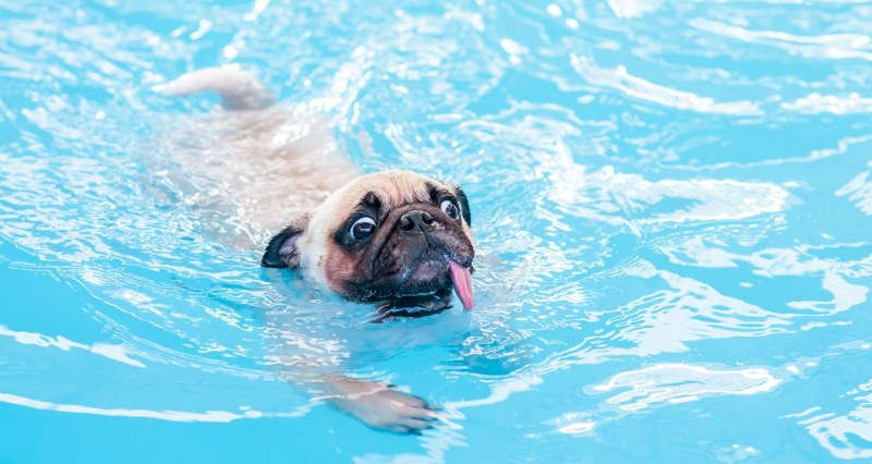 Опасен ли е хлорът в басейна за кучетата?