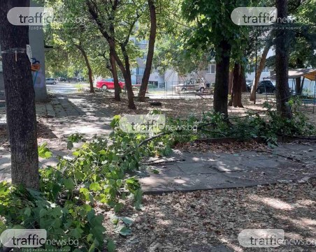 Огромен клон се стовари на паркинг в Кършияка