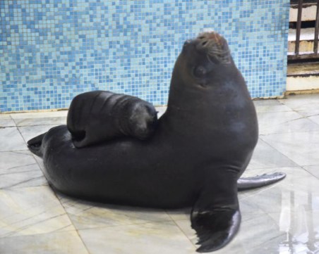 Тюленче се роди във Варненския делфинариум