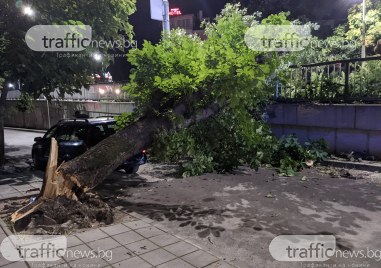 Голямо дърво се стовари на улица Победа тази нощ Инцидентът