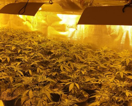 Акция! Разбиха наркооранжерия край Карлово