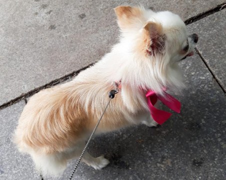 Белинда изчезна преди две седмици, наградата за нея 2000 лева