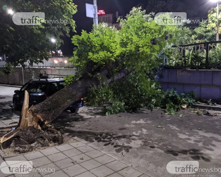 Голямо дърво се стовари до моста на Герджика