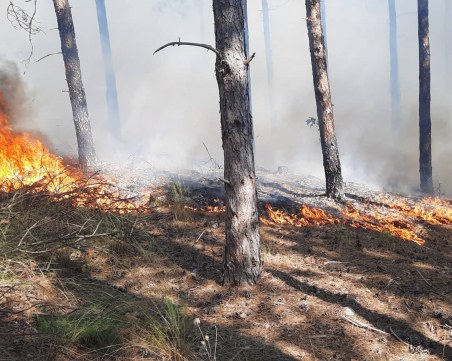 Пожар изпепели половин декар иглолистна гора край карловското село Кърнаре