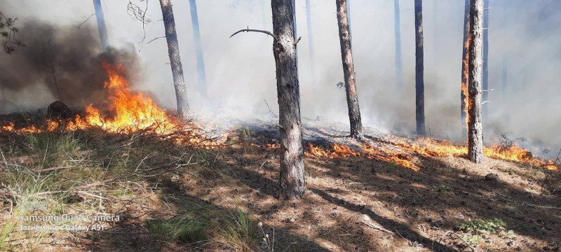 Пожар изпепели половин декар иглолистна гора край карловското село Кърнаре