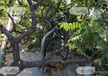 За паднало дърво сигнализира читател на TrafficNews Прочетете ощеДървото е паднало