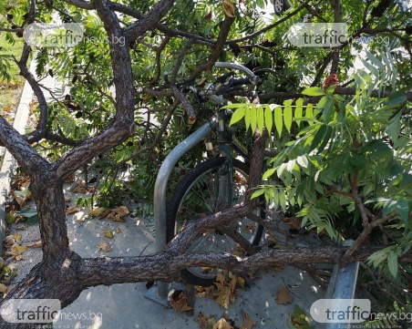 Дърво падна върху велосипед на бул. 