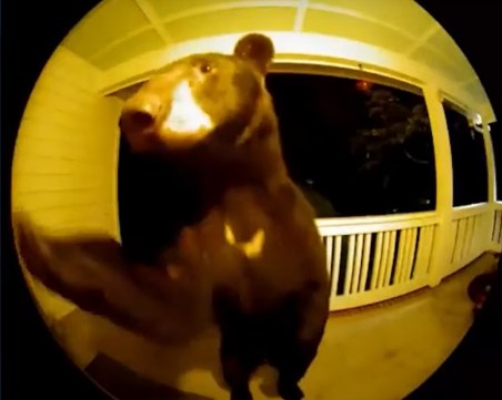 Мечка позвъни на вратата на семейство от Южна Каролина