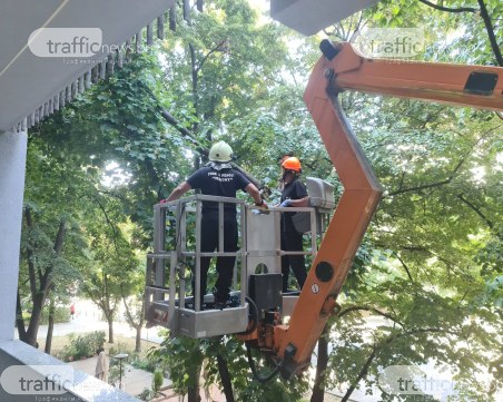 Огромен клон надвисна над детска площадка в Пловдив, пожарната с мигновена реакция