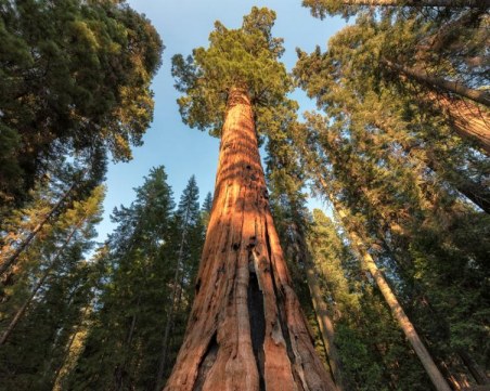 Шест месеца затвор и глоба, ако се приближиш до най-високото дърво в света