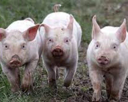 Научен пробив: Съживиха частично органи на умрели прасета