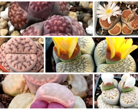 Живите камъни от  Кактус Онлайн - елегантното допълнение на интериора