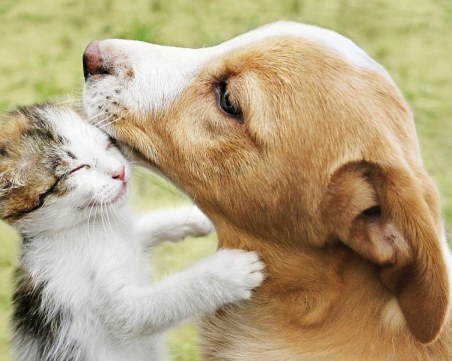 Жестокост! Масово тровят котки и кучета в Северен