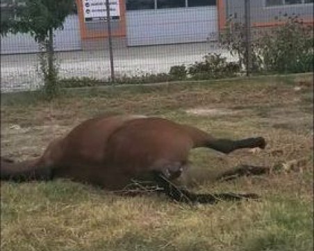 Труп на кон втори ден стои под табелата на Пловдив