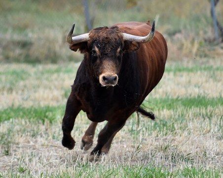Бик намушка стопанина си в Исперих, той почина от раните си
