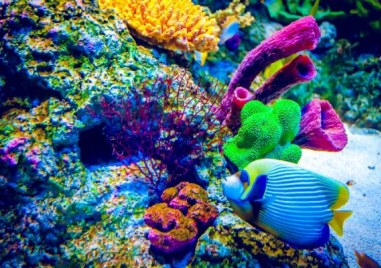 Повечето от случаите на масово измиране се отнасят до корали