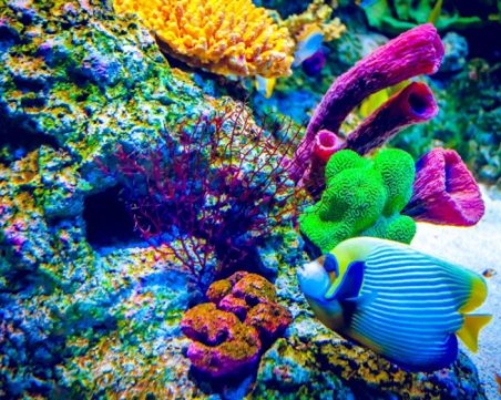 50 средиземноморски вида - корали, гъби, макроводорасли и риби са изчезнали