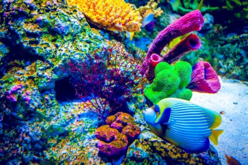 Повечето от случаите на масово измиране се отнасят до корали,