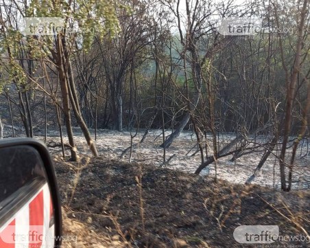 Овладяха пожара край Елшица, остават някои активни огнища