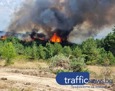 Прокуратурата разследва палеж по непредпазливост след огромния пожар в Елшица