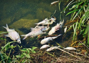Водни проби взети след масовото измиране на риба в река