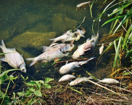 Откриха живак в река на германско-полската граница, хиляди риби измряха