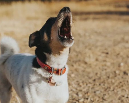 Помориец намушка съседите си пред десетки туристи заради спор за куче
