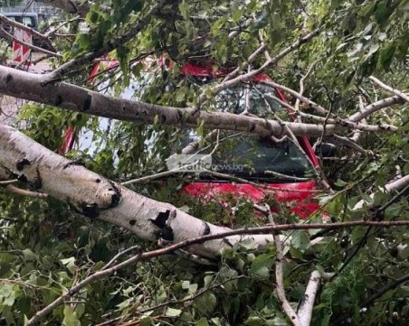 Осъдиха Община Пловдив заради кола, премазана от дърво