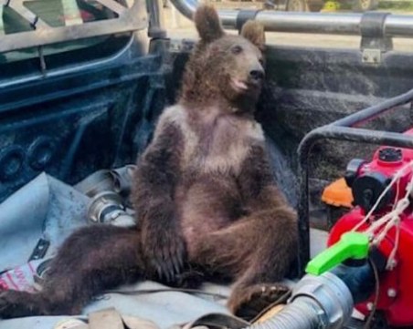 Спасиха малко мече, преяло с 