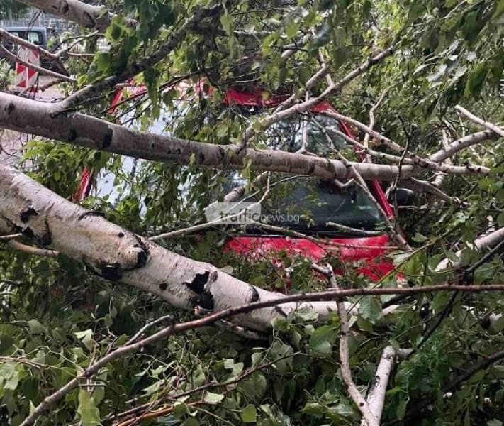 Осъдиха Община Пловдив заради кола, премазана от дърво