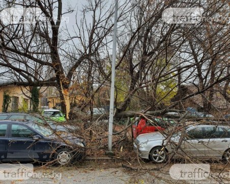 Спират движението по част от улица в Пловдив заради опасни дървета