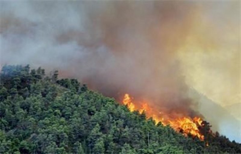 Пожар в сухи треви се разрасна и обхвана широколистна гора в община Любимец