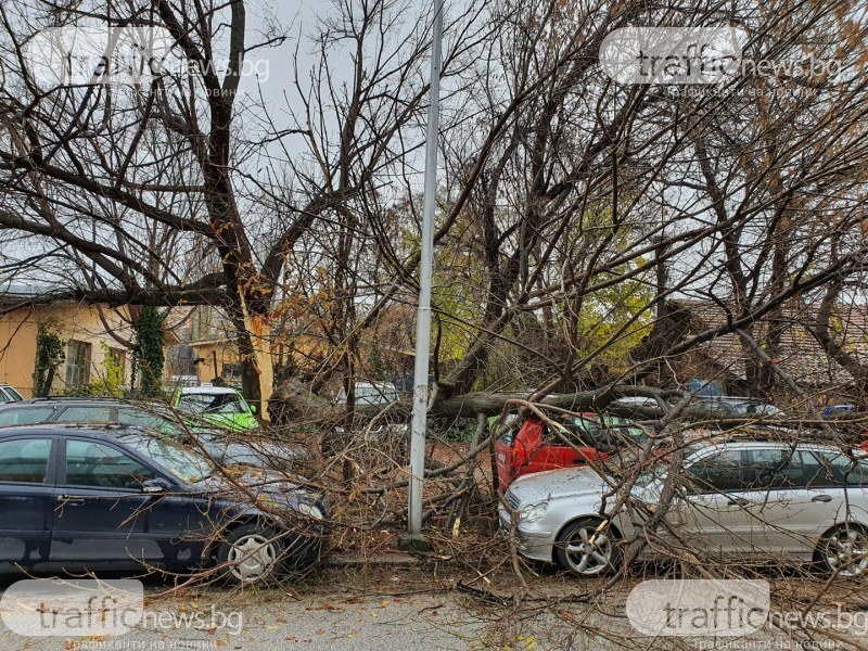 Спират движението по част от улица в Пловдив заради опасни дървета