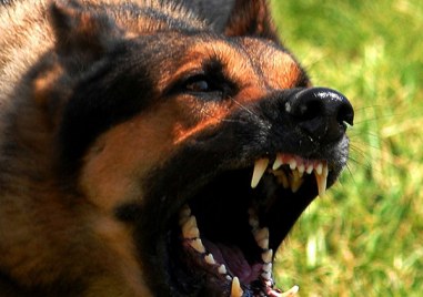 Жена е била нахапана от агресивно бездомно куче на бул