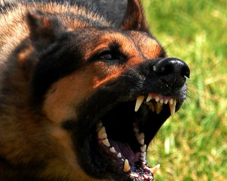 Бездомно куче ухапа жена в центъра на Пловдив, издирват го