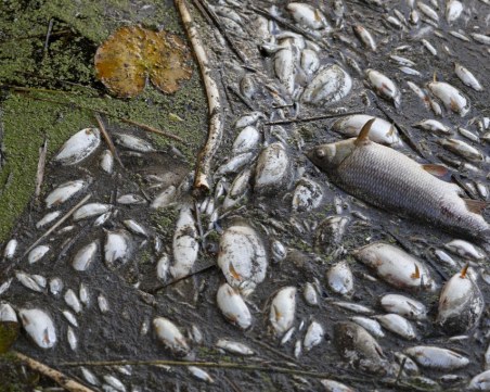 Близо 100 тона мъртва риба, извадена от замърсената река Одер в Полша