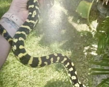 Издирват домашен питон в София