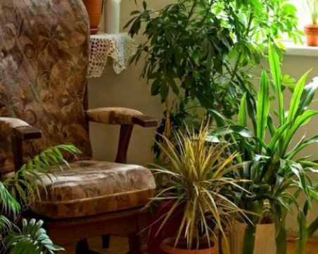 Как влияят стайните растения на здравето?