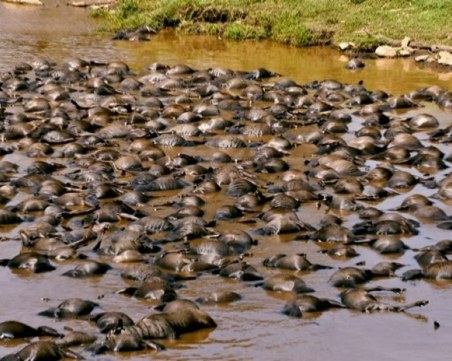 Вървим към шестото масово изчезване на видове от планетата